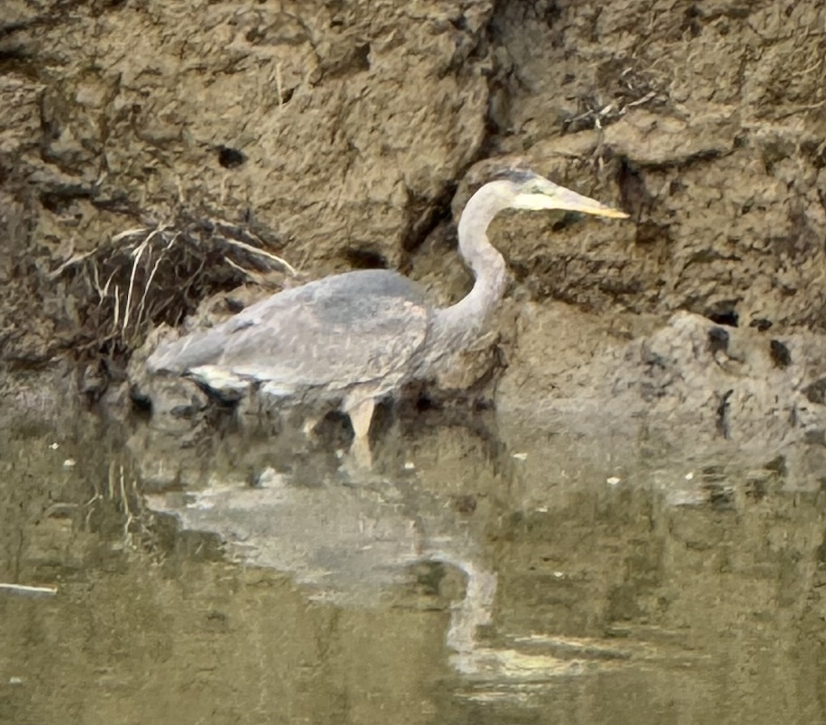 Great Blue Heron - ML631594928