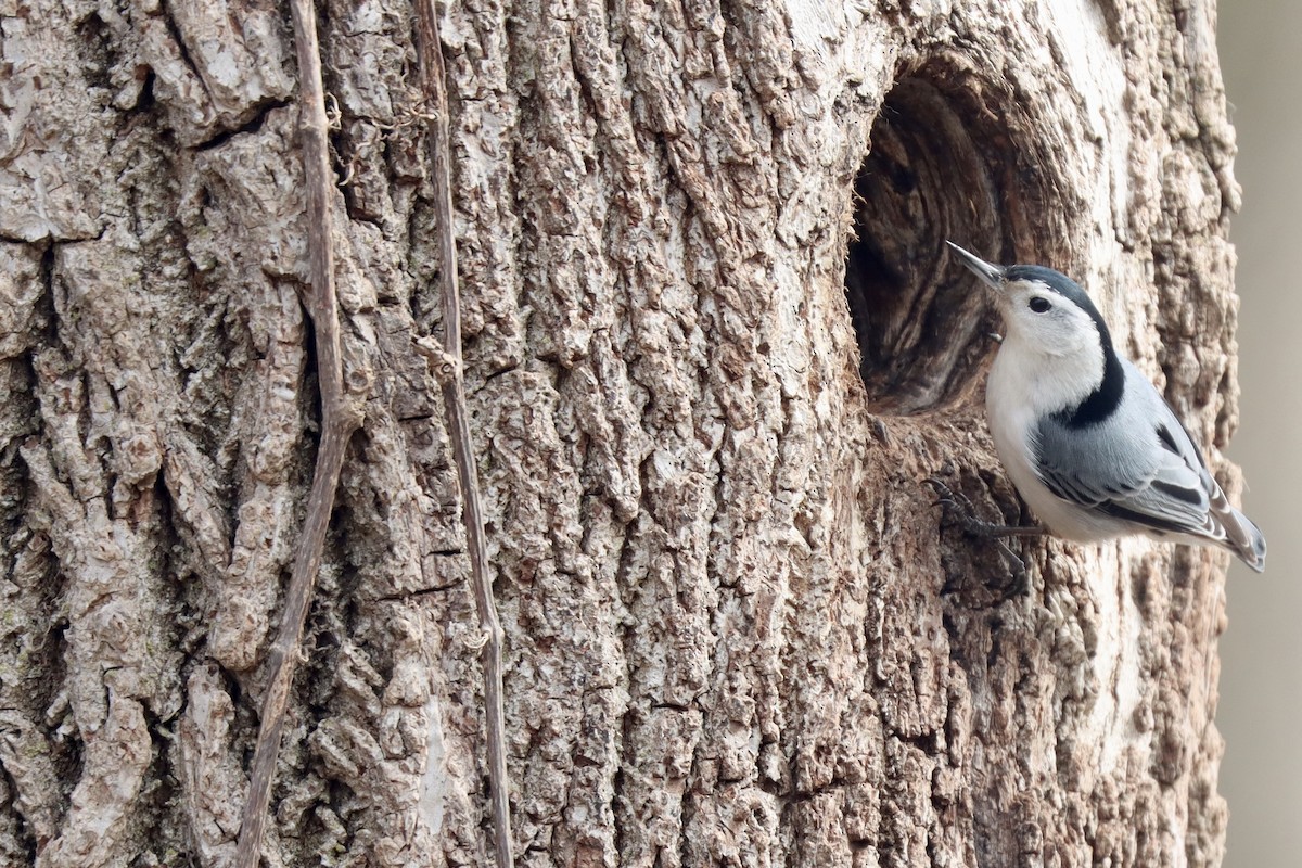 White-breasted Nuthatch - ML631595004