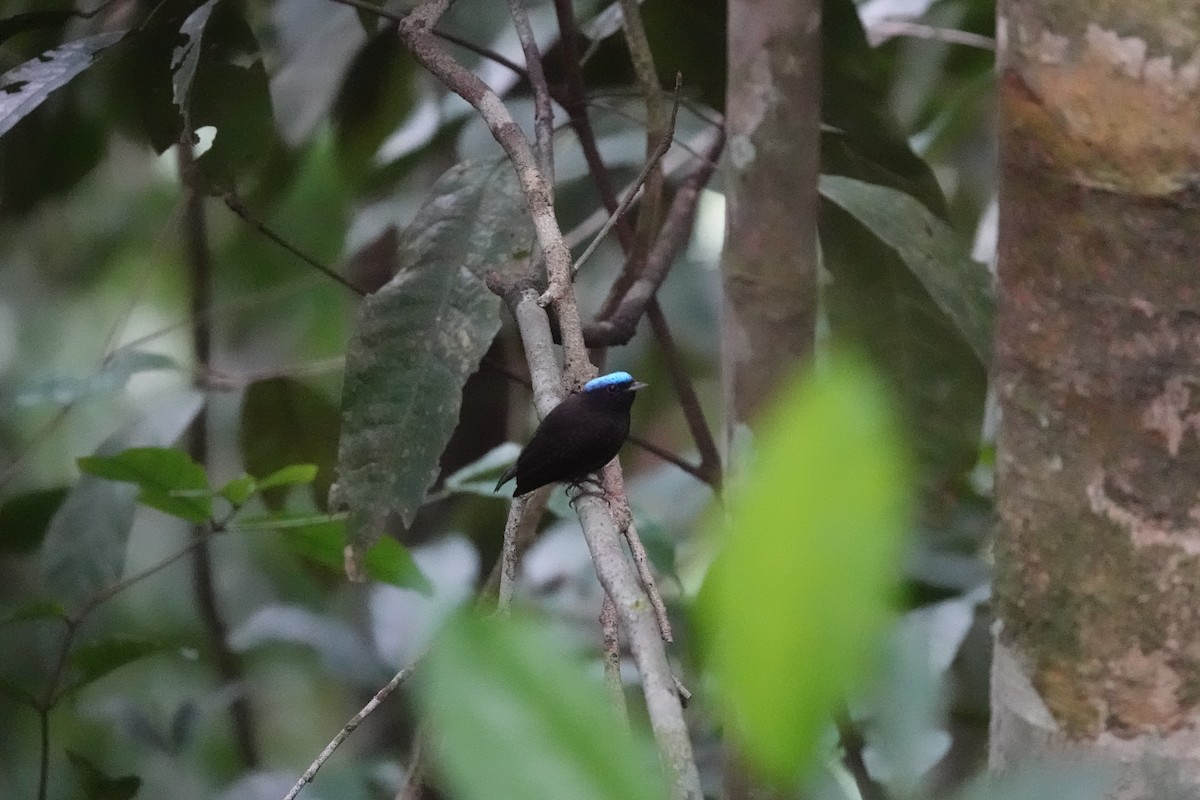 Blue-capped Manakin - ML631595120