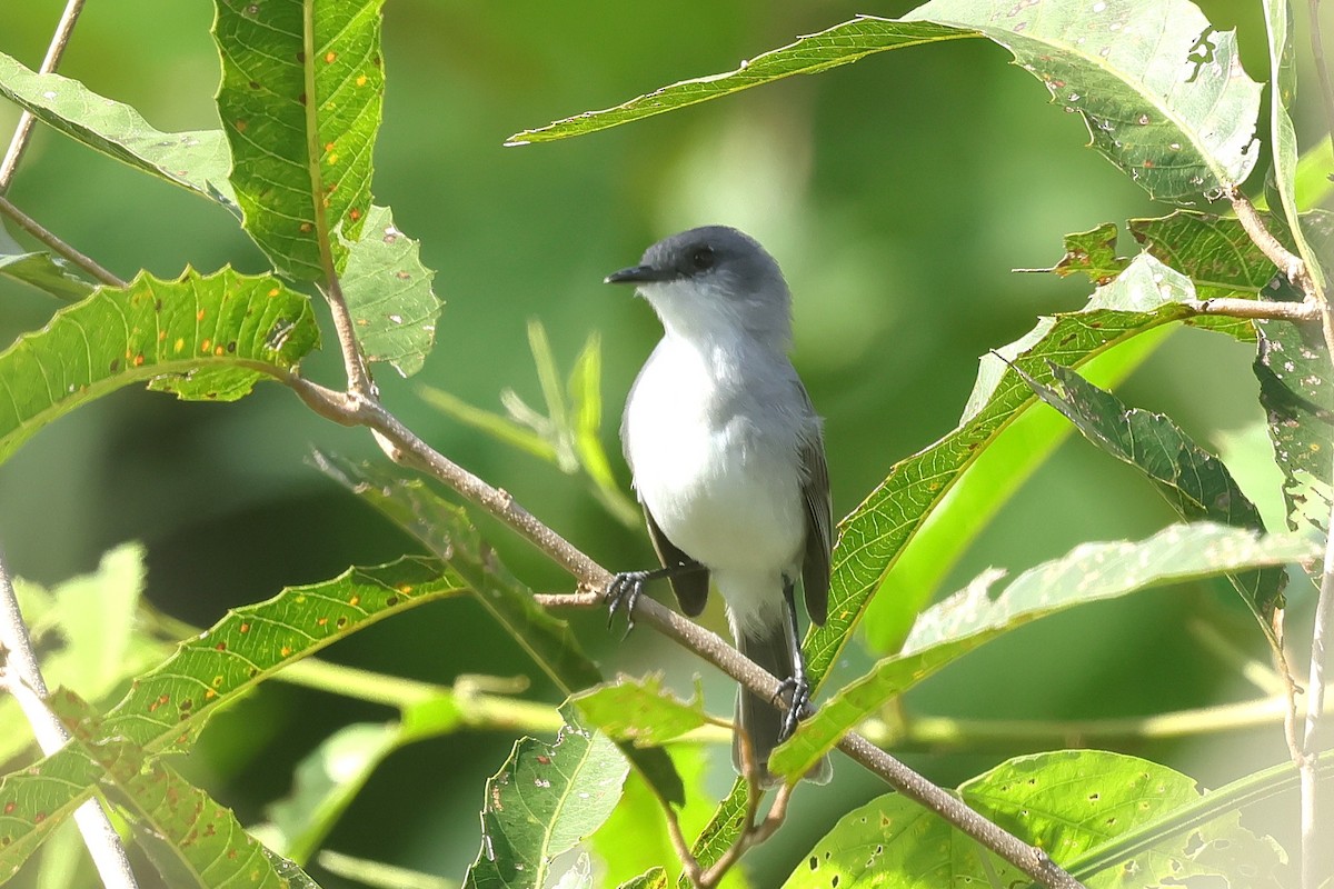 River Tyrannulet - ML631595358