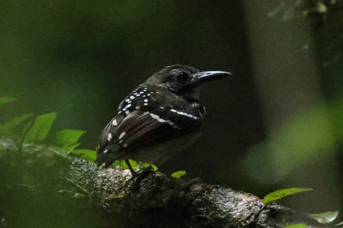 Dot-backed Antbird - ML631595579