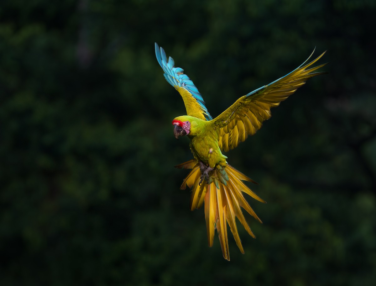 ヒワコンゴウインコ - ML631595591