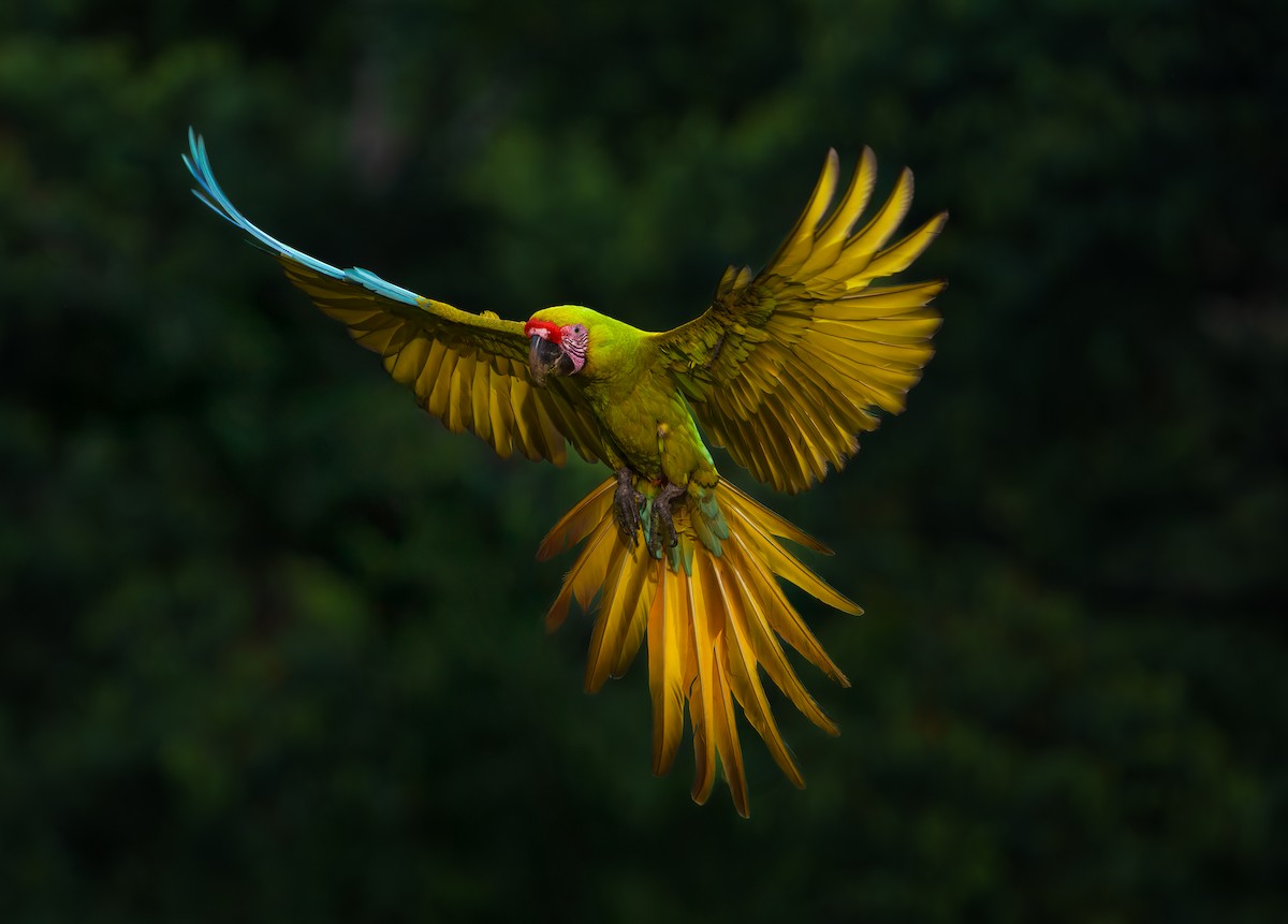 Great Green Macaw - ML631595592