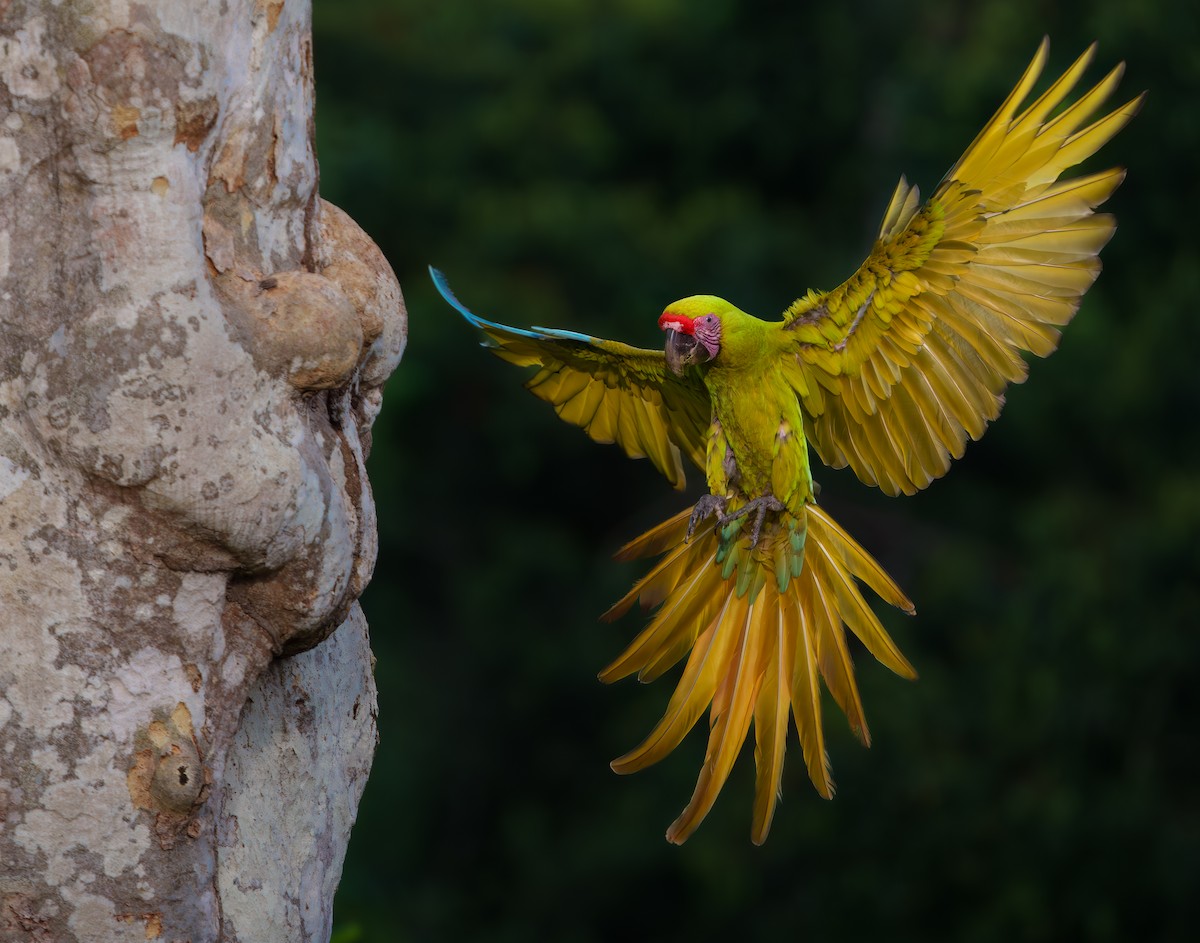 Great Green Macaw - ML631595593