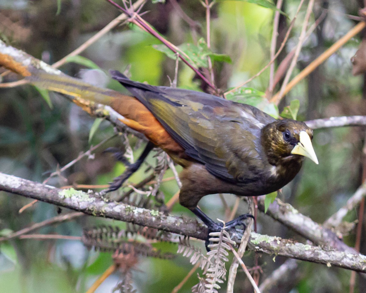 Dusky-green Oropendola - ML631595632