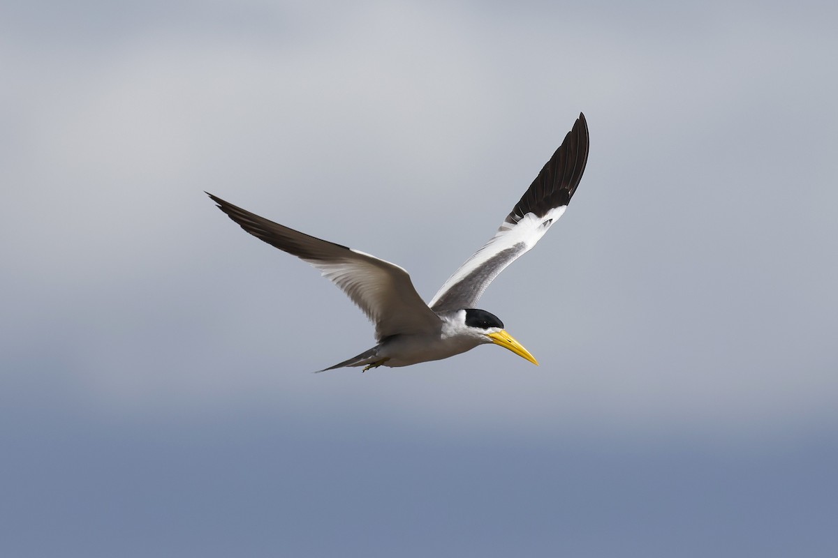 Large-billed Tern - ML631595674