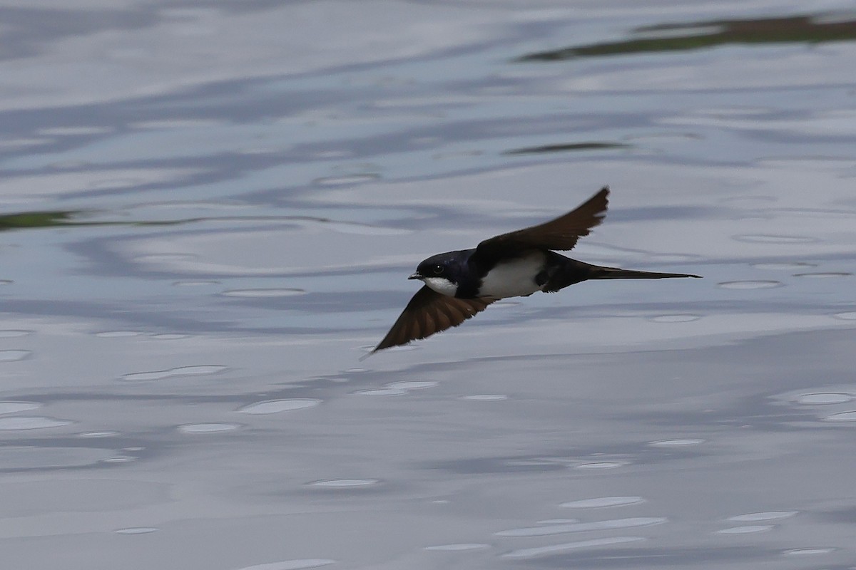 Black-collared Swallow - ML631595691