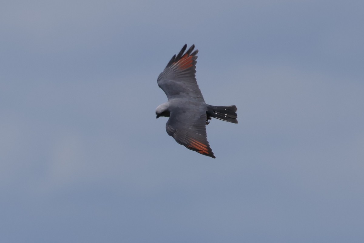 Plumbeous Kite - ML631595698
