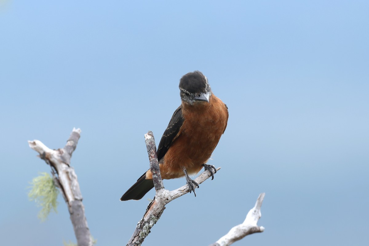 Cliff Flycatcher - ML631595709