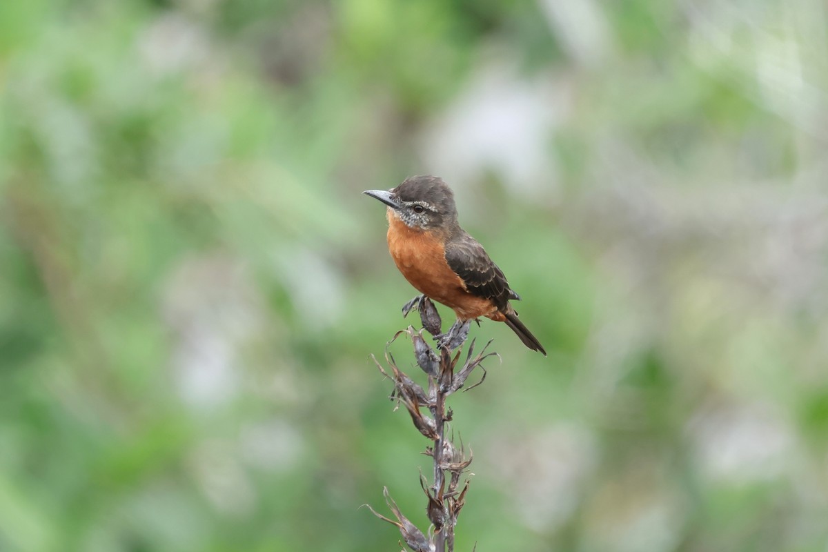 Cliff Flycatcher - ML631595712