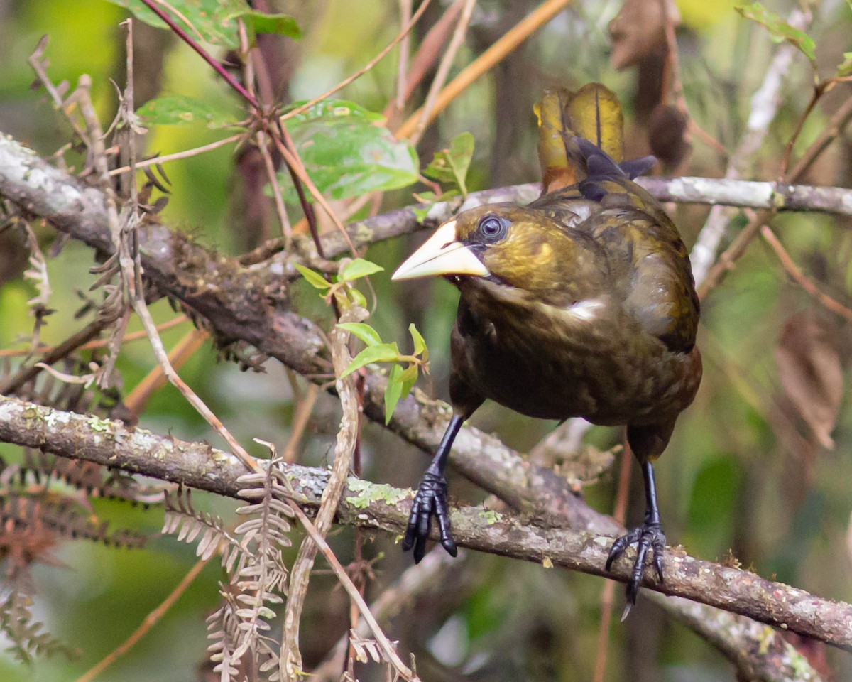 Dusky-green Oropendola - ML631595724