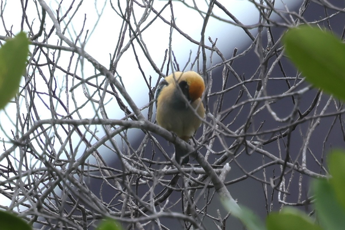 Burnished-buff Tanager - ML631595729