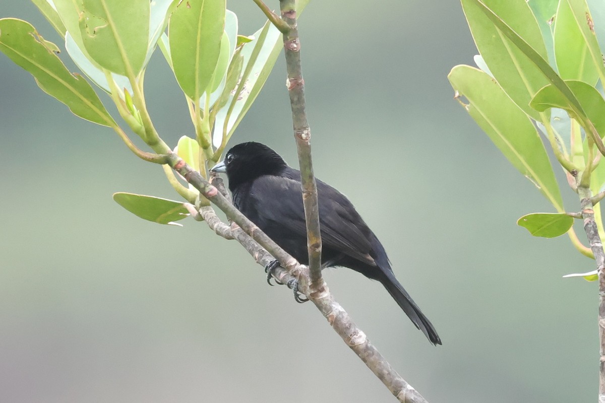 Red-shouldered Tanager - ML631595735