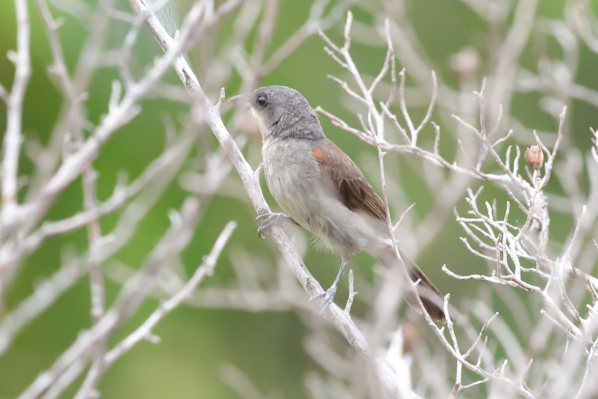 Red-shouldered Tanager - ML631595749