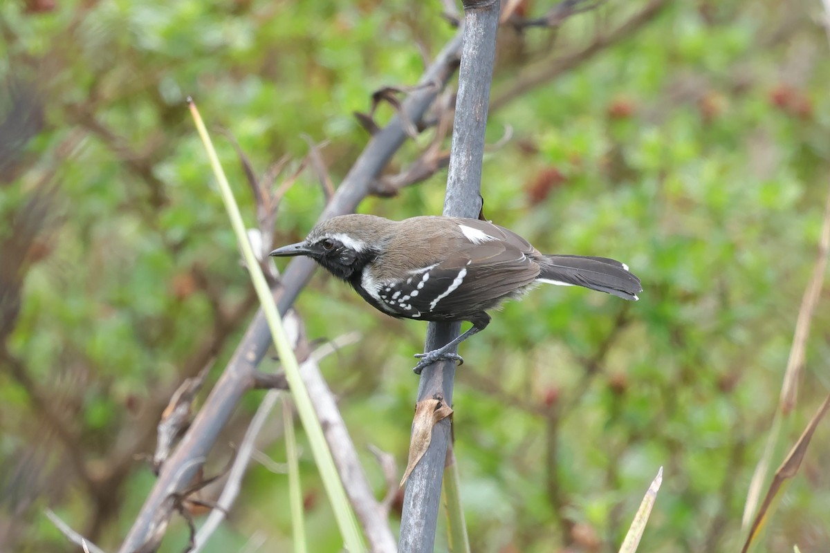 Southern White-fringed Antwren - ML631595762