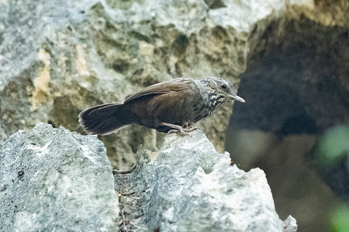 Annam Limestone Babbler - ML631595787