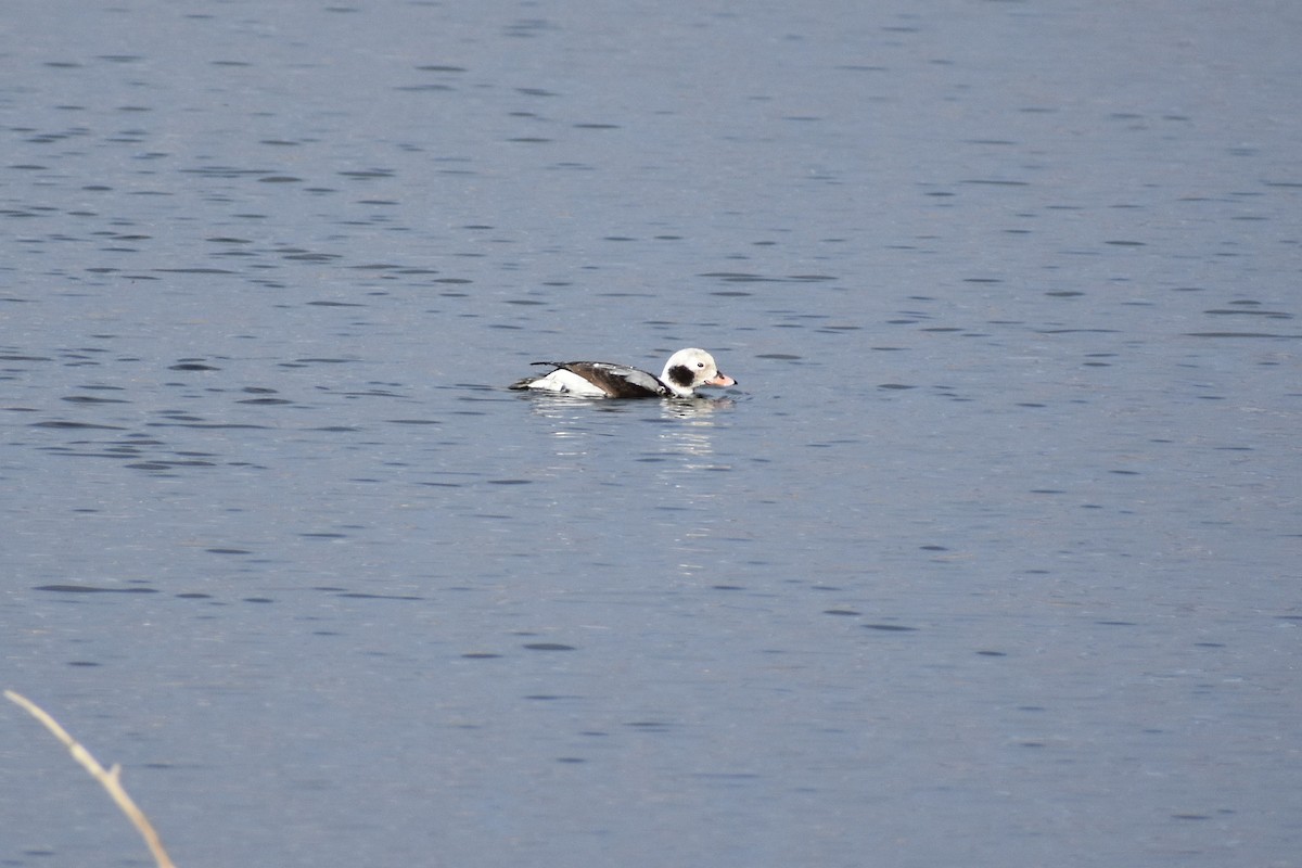 Long-tailed Duck - ML631595911