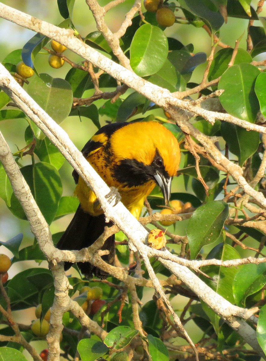 Spot-breasted Oriole - ML631595975