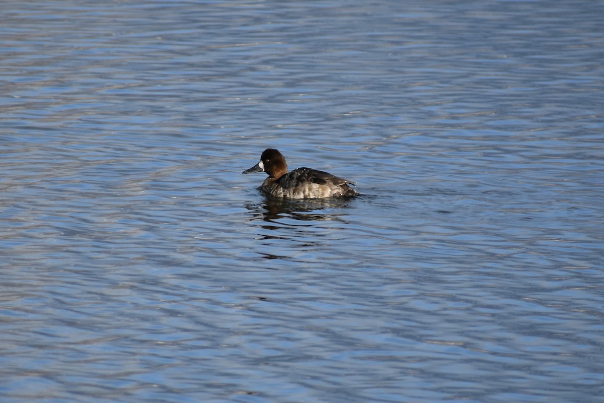 Greater Scaup - ML631596018
