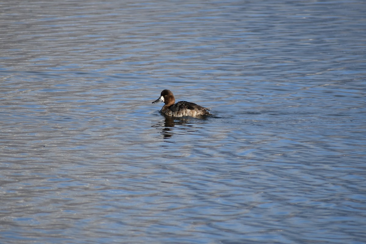 Greater Scaup - ML631596019