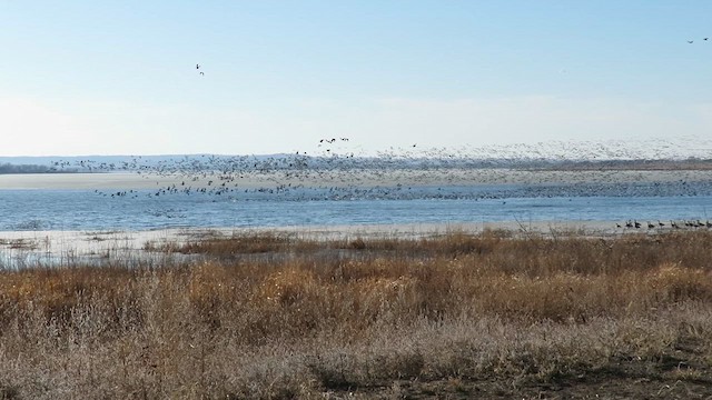 Snow Goose - ML631596183