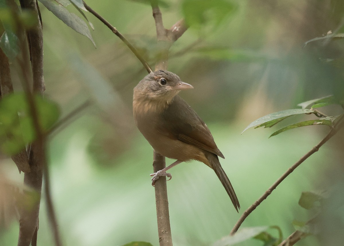 Rufous Shrikethrush - ML631596187