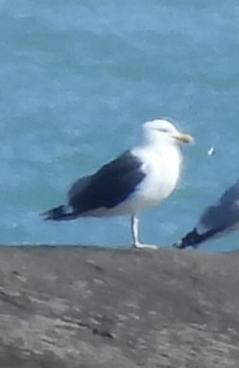 racek mořský - ML631596317