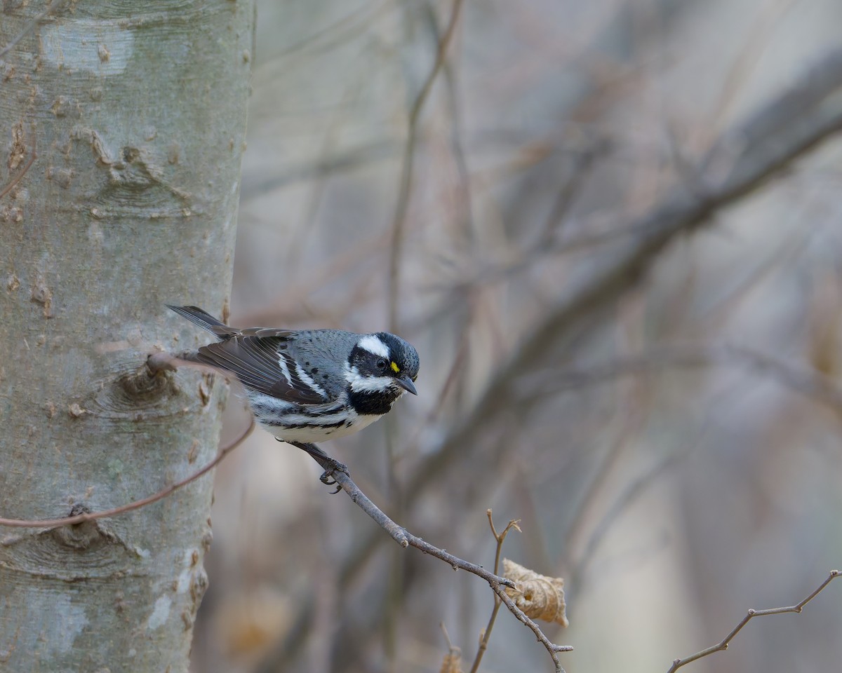 Black-throated Gray Warbler - ML631596514