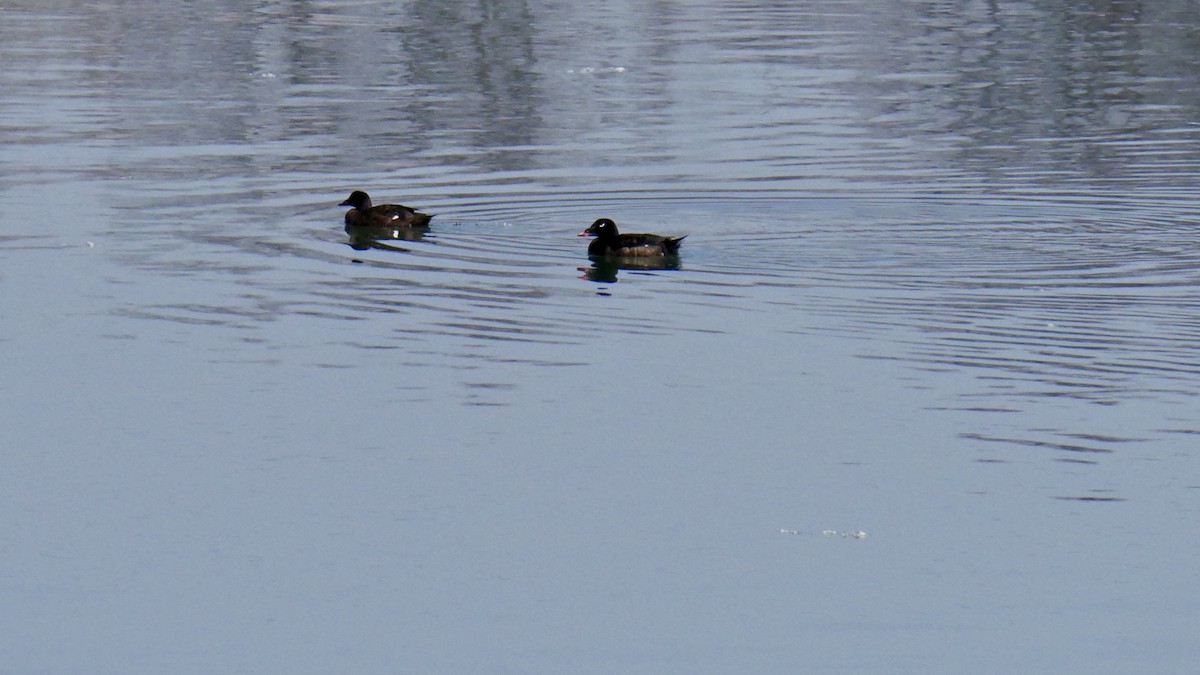 White-winged Scoter - ML631596565