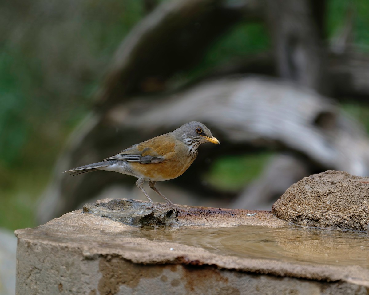 drozd rezavohřbetý - ML631596585