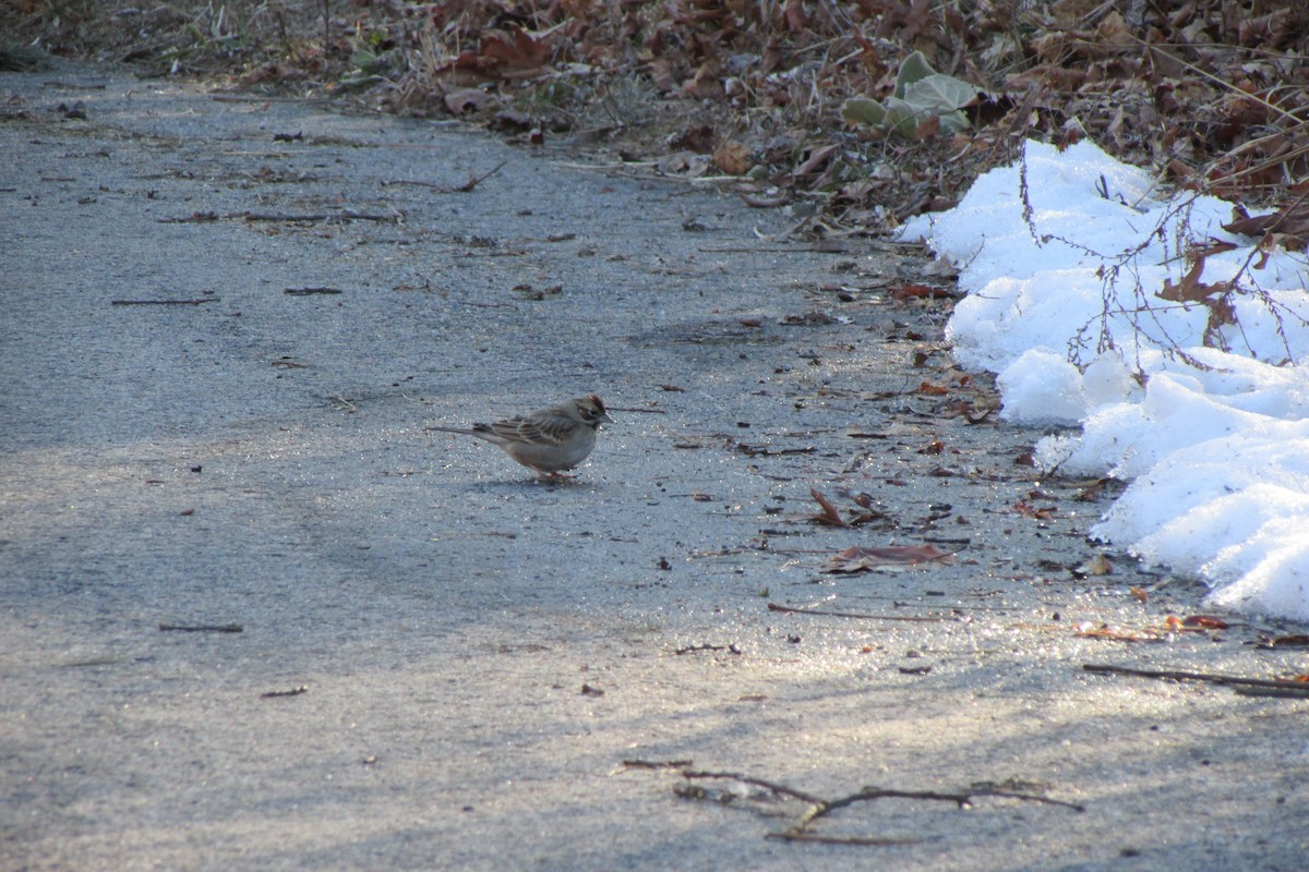 Lark Sparrow - ML631596684