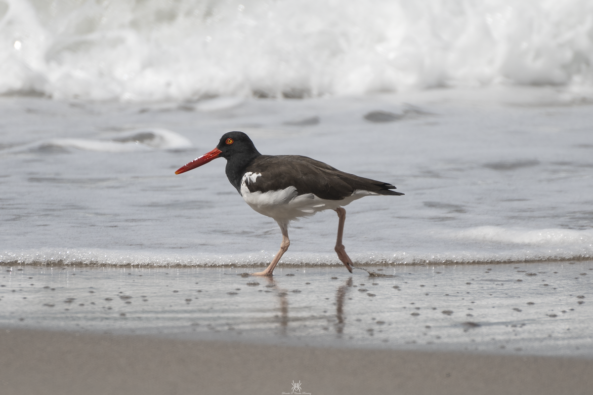 American Oystercatcher - ML631597044