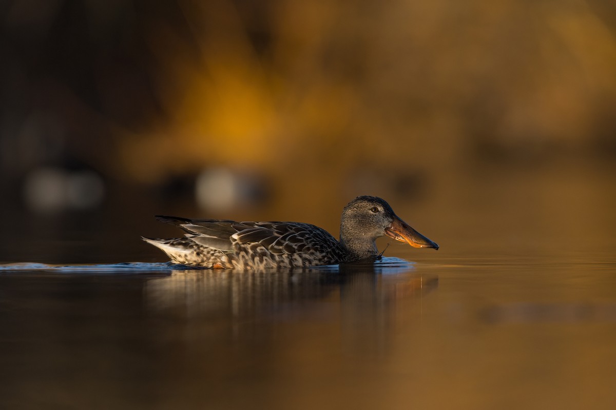 Northern Shoveler - ML631597089