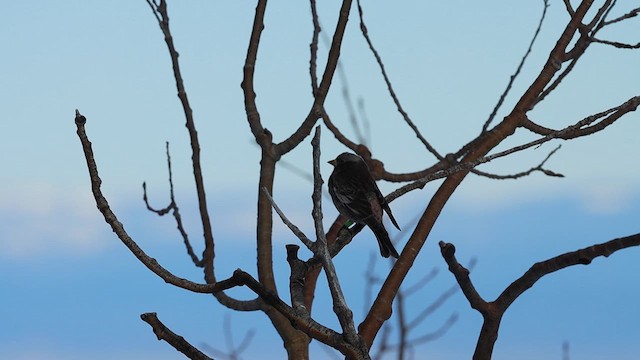 Black Rosy-Finch - ML631597119