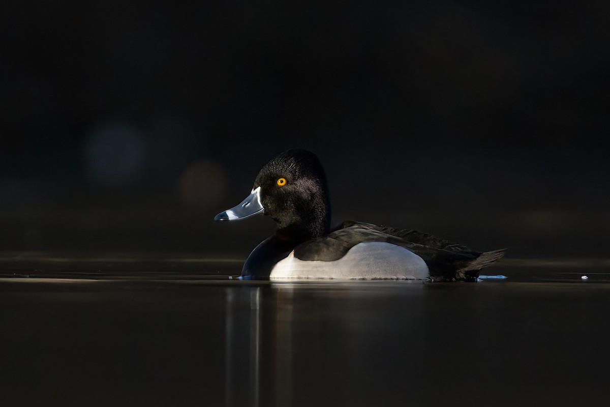Ring-necked Duck - ML631597122