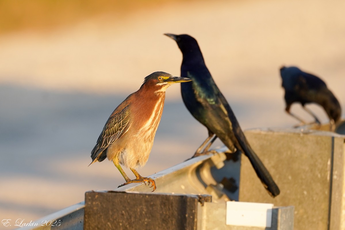 Green Heron - ML631597175
