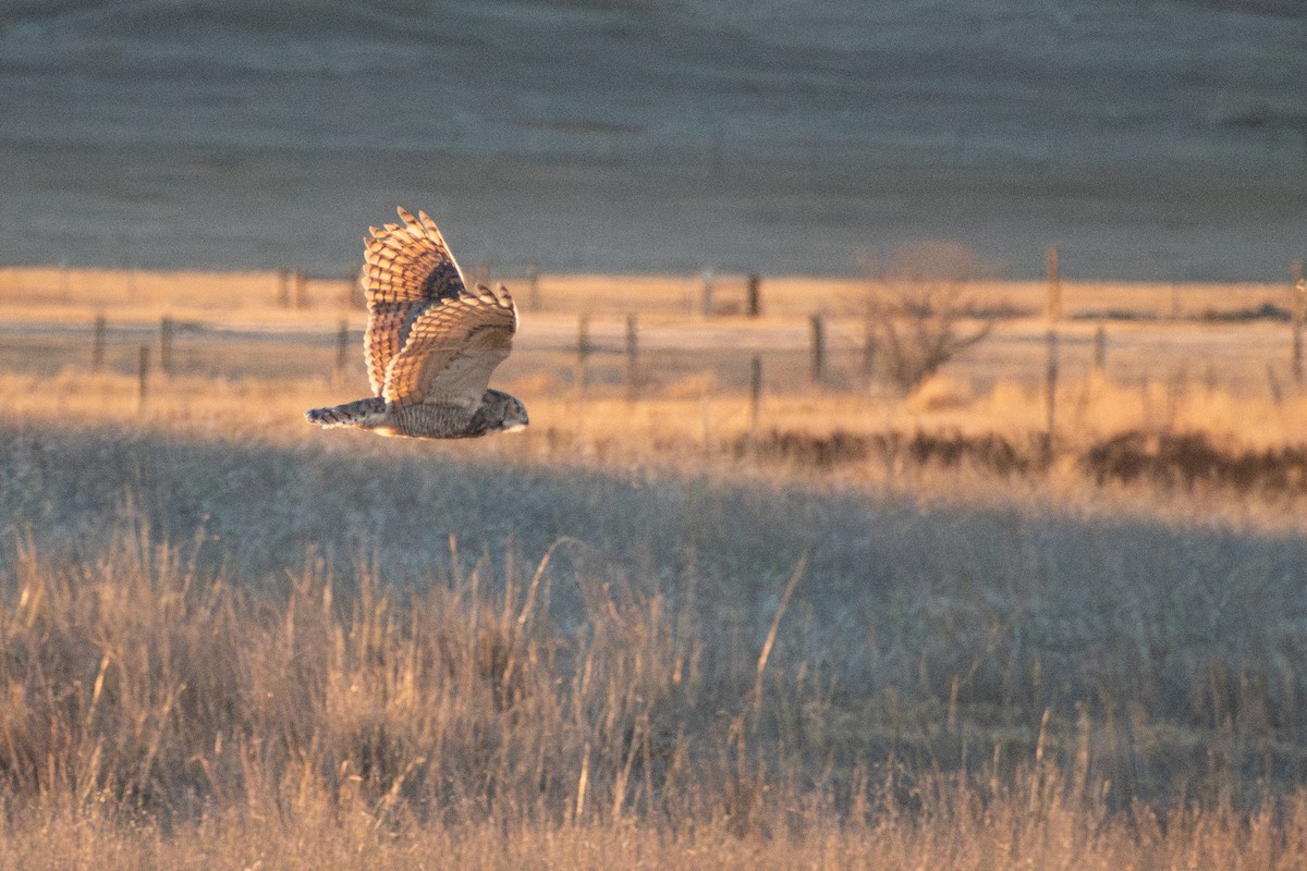 Great Horned Owl - ML631597186