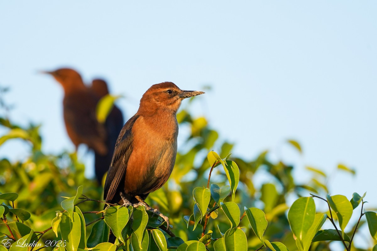 Boat-tailed Grackle - ML631597192