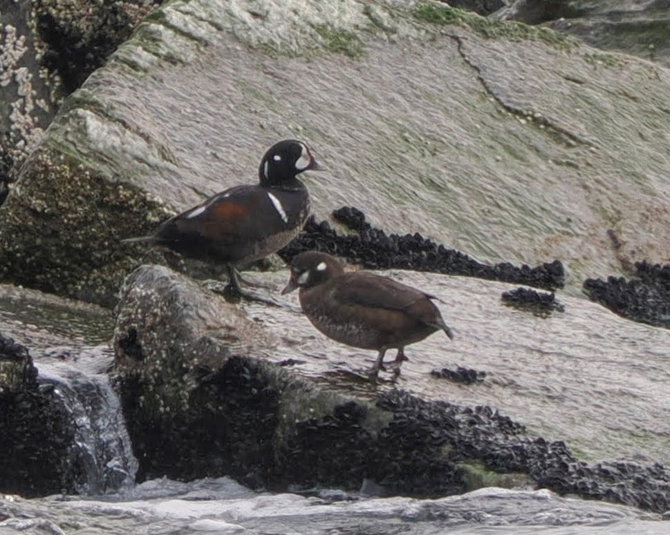 Harlequin Duck - ML631597222