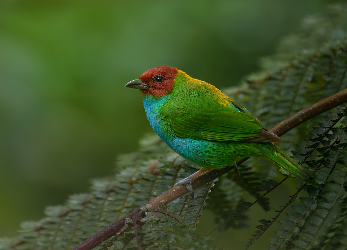 チャガシラフウキンチョウ - ML631597319