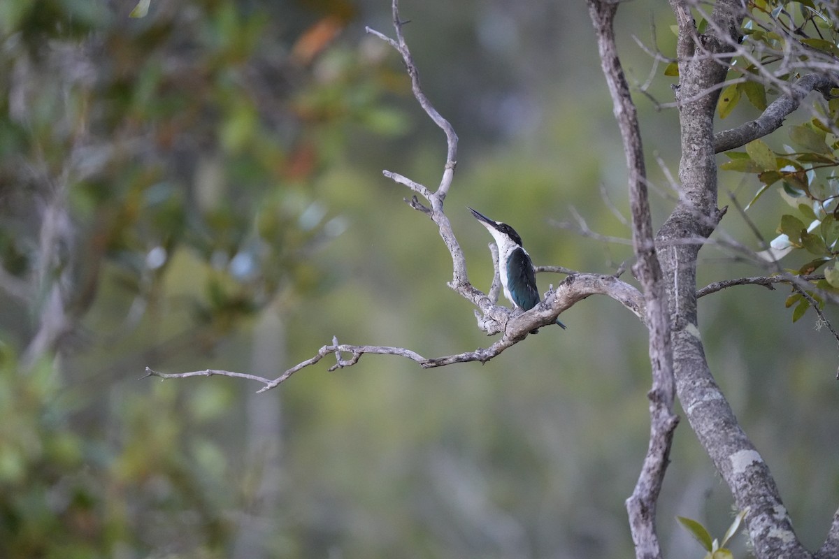 Torresian Kingfisher - ML631597355