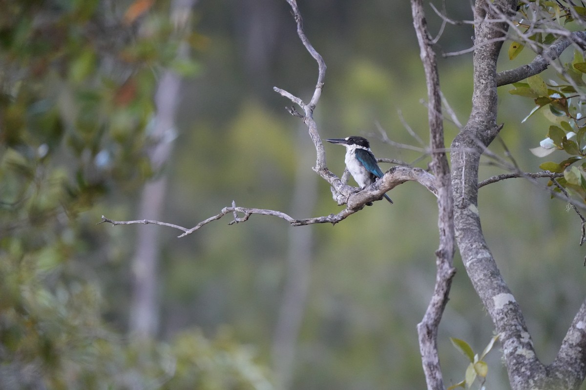 Torresian Kingfisher - ML631597356