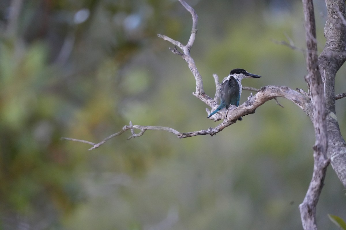 Torresian Kingfisher - ML631597357