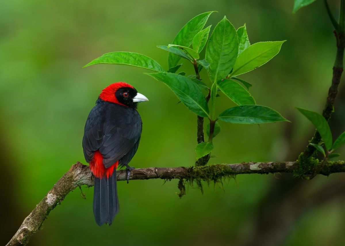 ベニエリフウキンチョウ - ML631597412