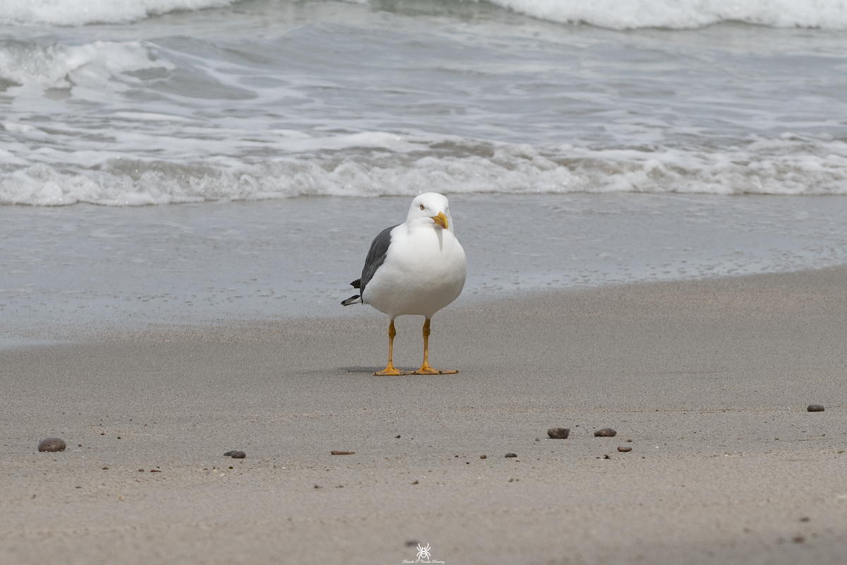 Yellow-footed Gull - ML631597556