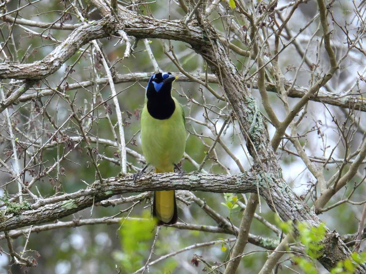 Green Jay - ML631597961