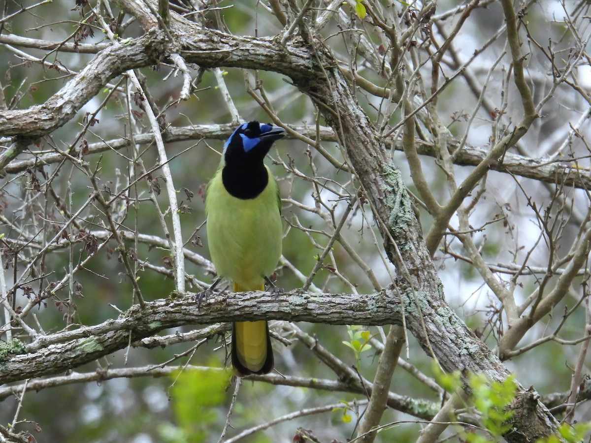 Green Jay - ML631597962