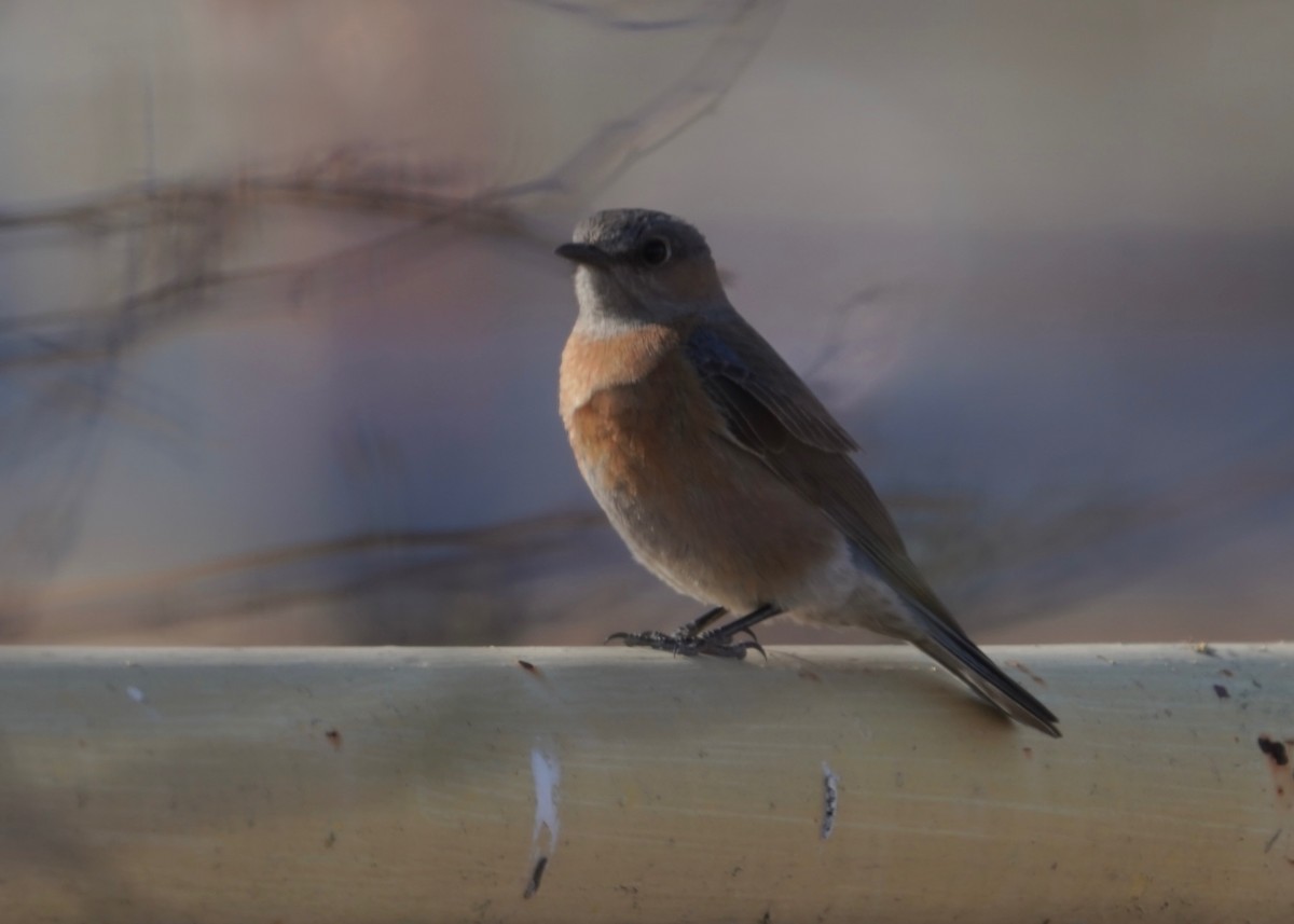 Eastern Bluebird - ML631598055