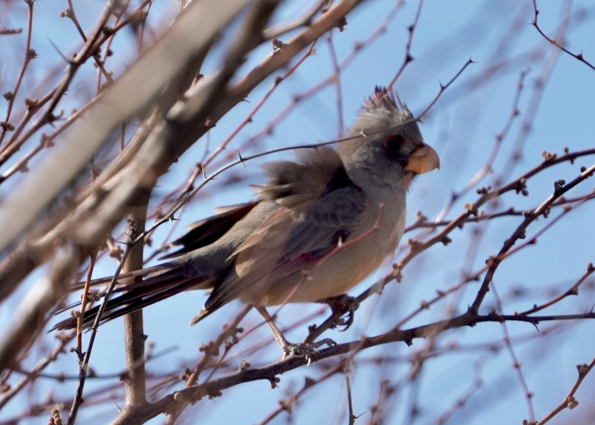 Pyrrhuloxia - ML631598062