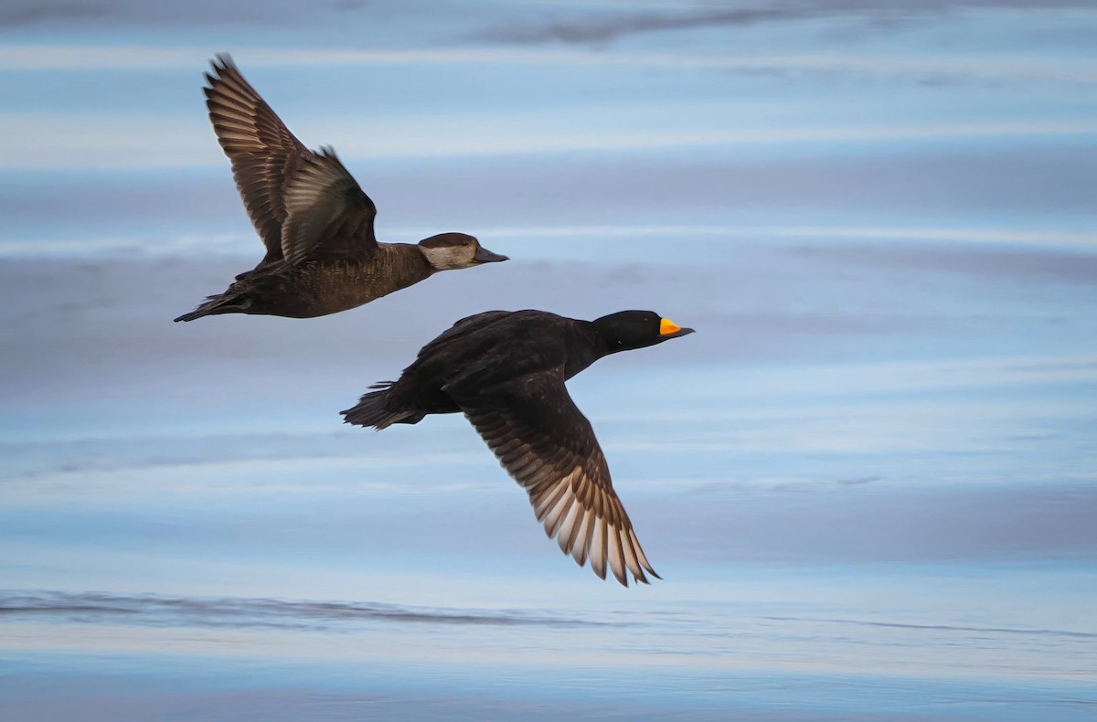 Black Scoter - ML631598175